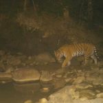 आगामी पुसमा बाघ गणना गरिने