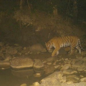 आगामी पुसमा बाघ गणना गरिने