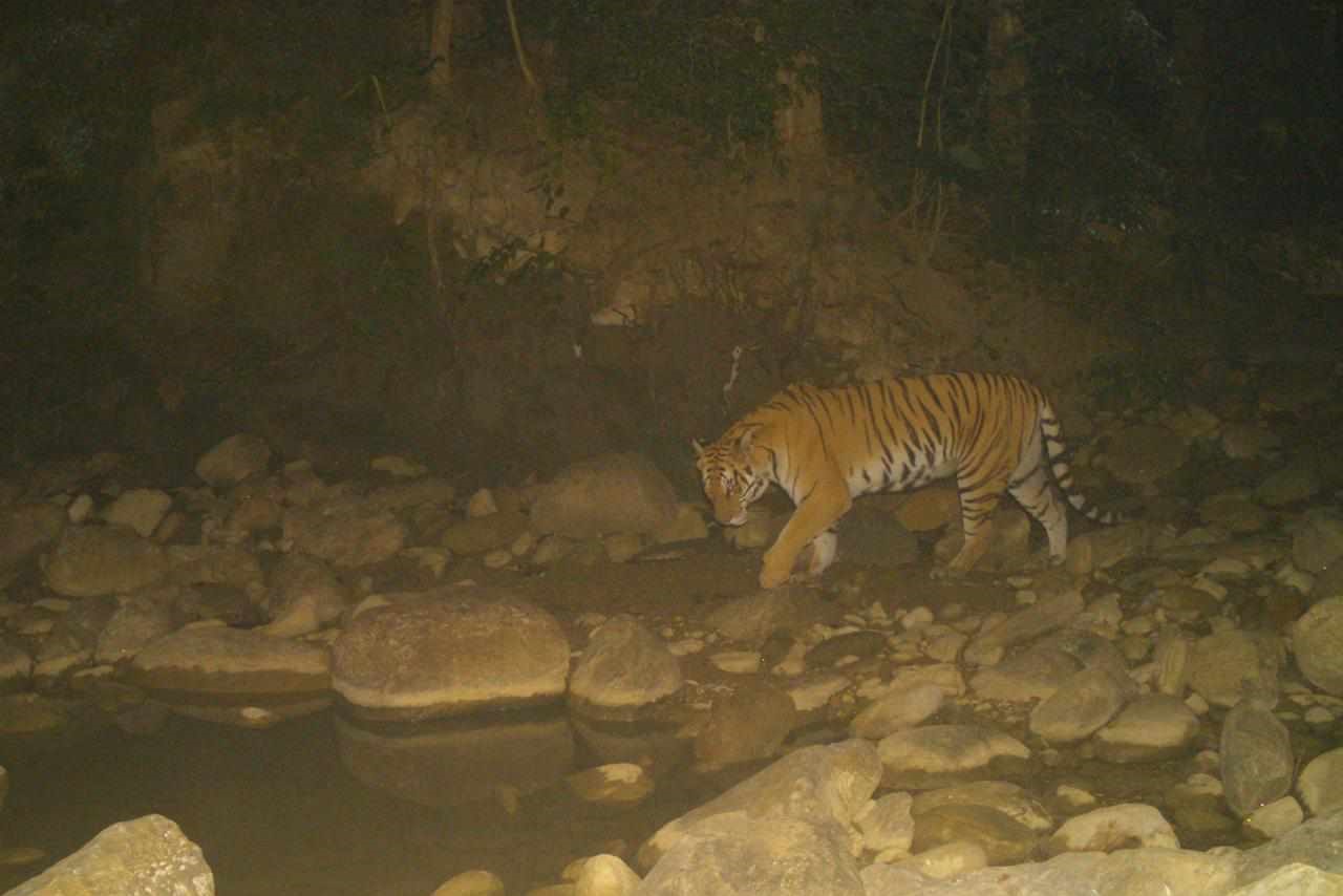 आगामी पुसमा बाघ गणना गरिने